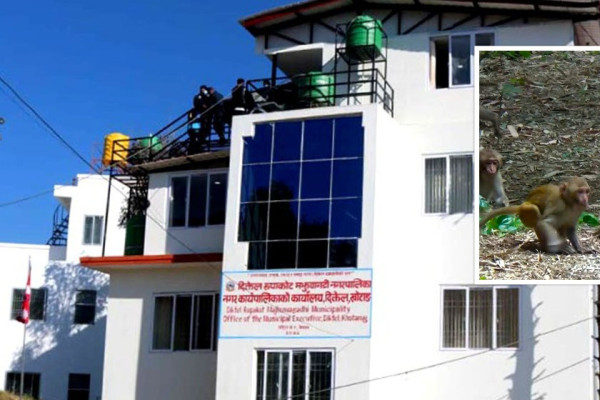 बाँदर धपाउन दिक्तेल रुपाकोटको नयाँ कायदा